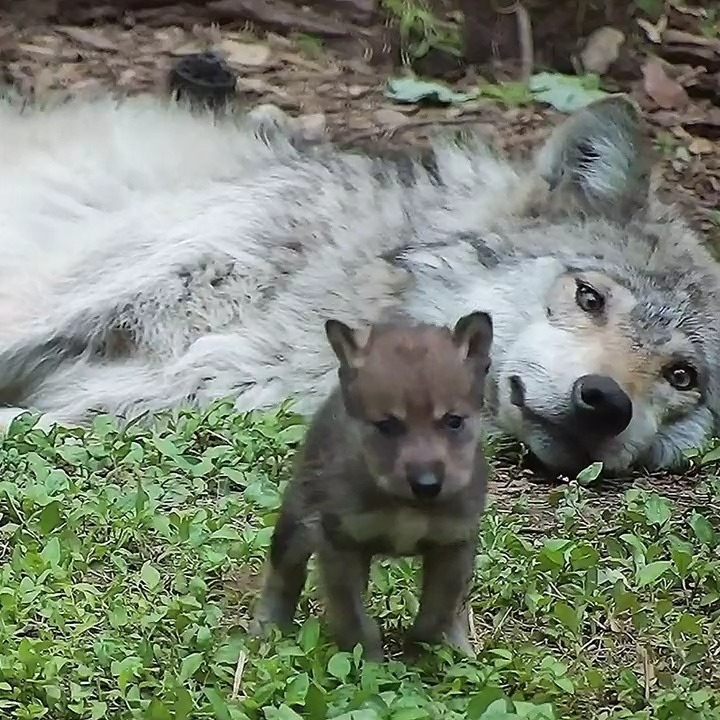 Wolf Conservation Center on Twitter: 