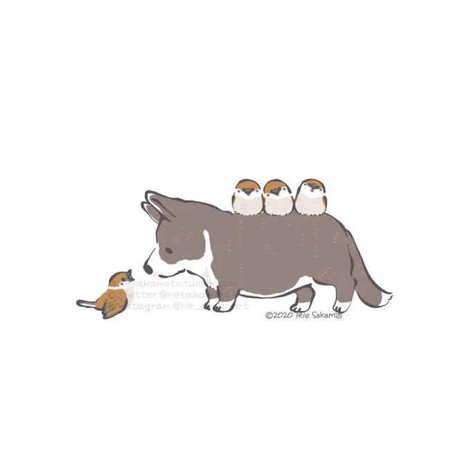 世界スズメの日のコーギーとスズメたち#世界スズメの日 