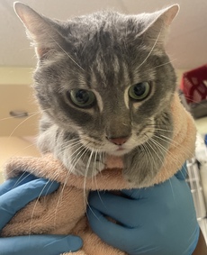 *SHELTER PLEA* Poor Vonnie was found in carrier by bus stop; observed cat projectile vomiting prior to intake exam.
facebook.com/photo.php?fbid…