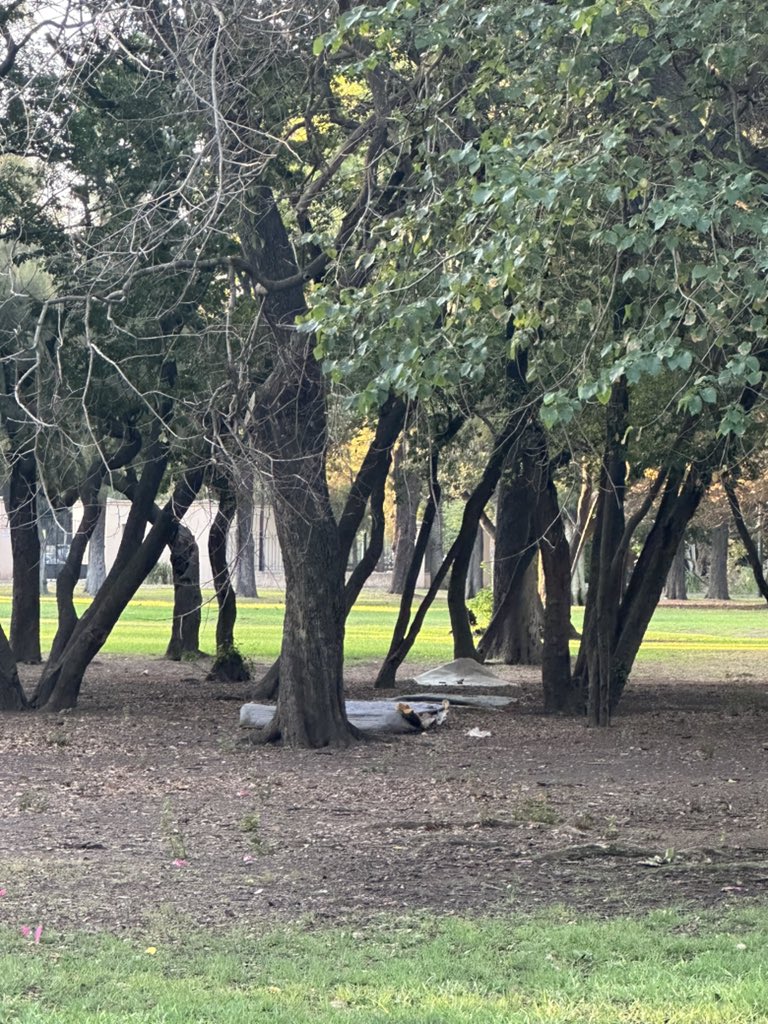 lusavasi's tweet photo. Plaza sicilia. Pleno palermo. Domingo 18hs. La combinación del abandono y la falta de educación. @horaciorlarreta @claramuzzio @bacomuna14 @BACiudadVerde https://t.co/0LjbZDrQMm