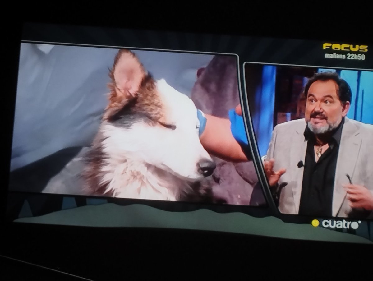 sanywolf_85's tweet photo. Ahora, la sección #SuperpoderAnimal , con @Kirghisz : Héroes de guerra. 
#CuartoMilenio @navedelmisterio https://t.co/jxsV3zi0Cu