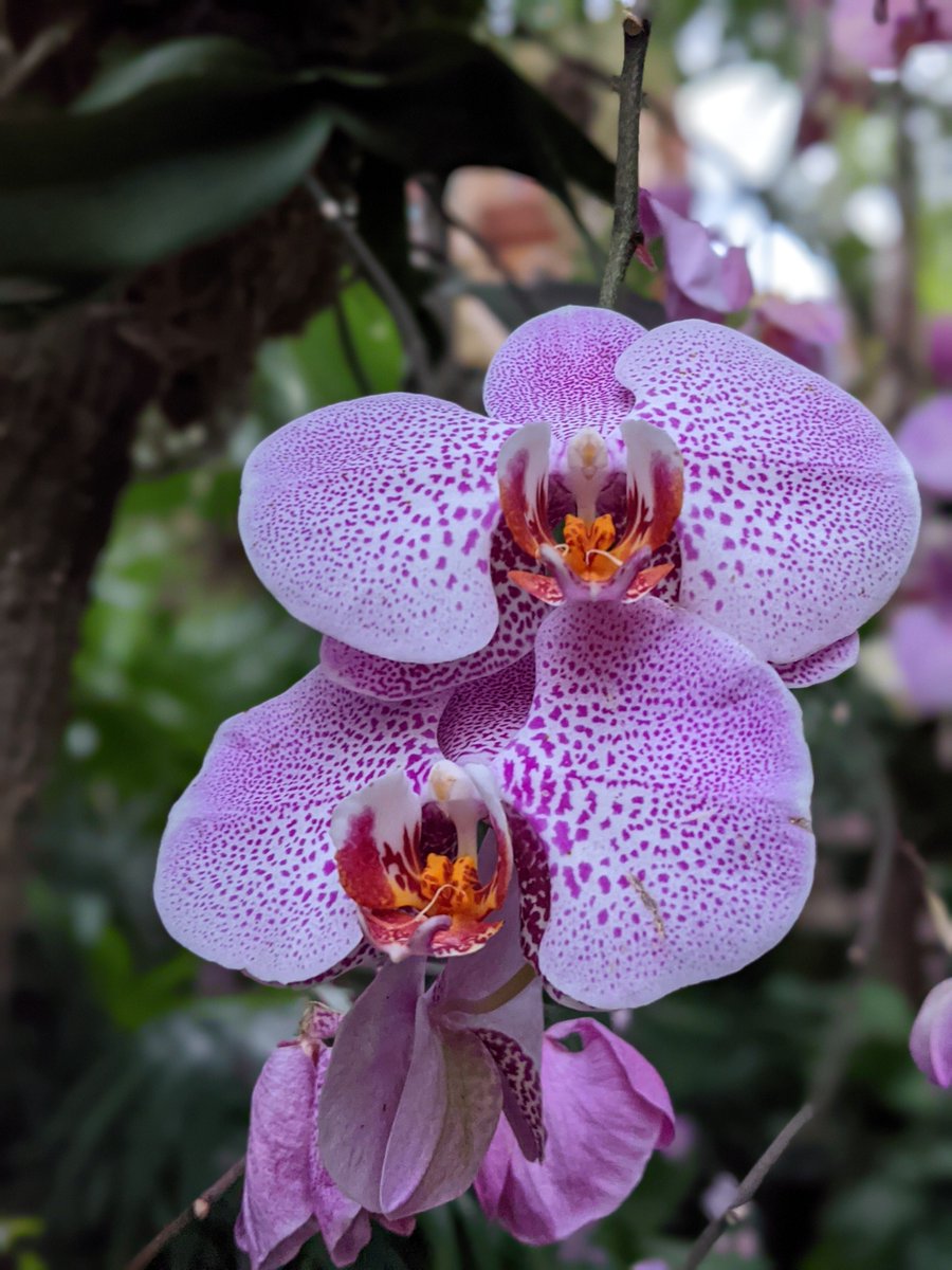 chadptorres's tweet image. The weekend is almost over so here are some flowers to brighten up your work week.  

#ShotOnSnapdragon #teampixel #pixel5 #flowers @GooglePixel_US
