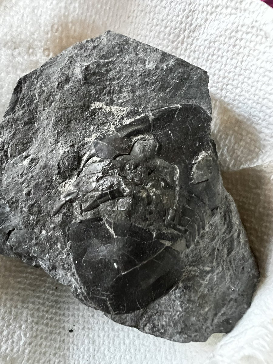 GRS_Science's tweet photo. Kicking off #SpringBreak w/a trip to @ESCONI gem/mineral/fossil show! Girls got to see @FieldMuseum display of triceratops & picked up a nice #Phacops & #Isoletus specimen for the collection 😉
#rechargetime https://t.co/HIpRPW9XWF