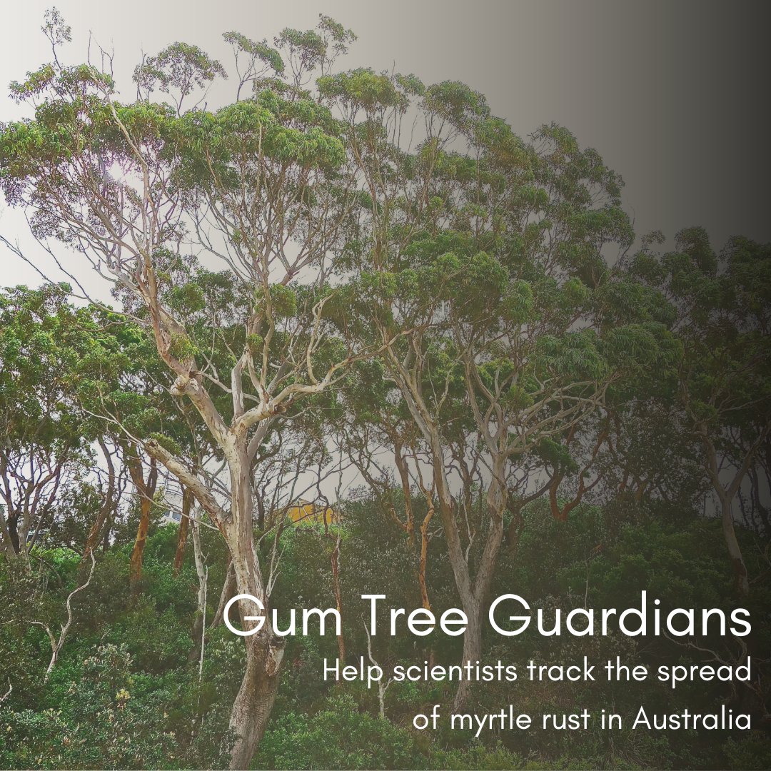 With #NationalEucalyptDay just around the corner, now is the time to become a #GumTreeGuardian by helping scientists track the national spread of #myrtlerust 🔍
Full details of the project can be found here: inaturalist.ala.org.au/projects/gum-t…