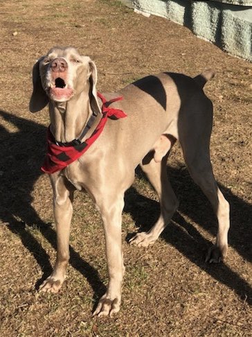 parkinglotboy's tweet photo. Today is Tank’s 13th bday everyone say happy bday Tanky https://t.co/7nywWG9uLg