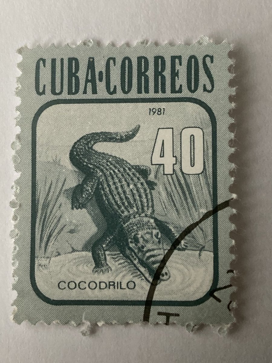 Crocodile