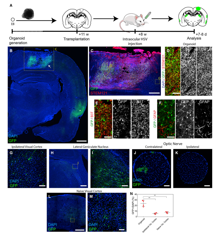 ToughSF on Twitter "A human brain organoid was transplanted onto a