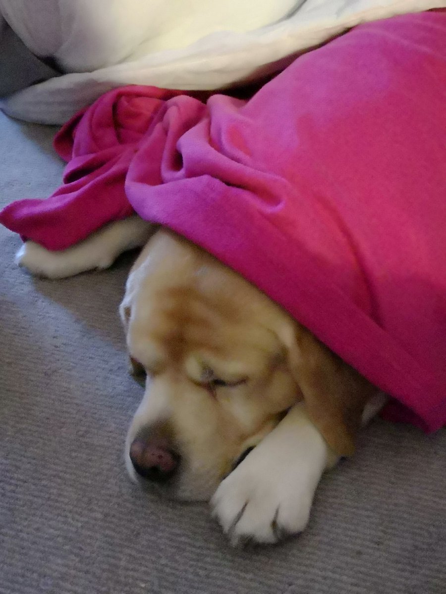 Night night friends ❤️ sweet dreams 😴😴 #smileforbert #dogsoftwitter