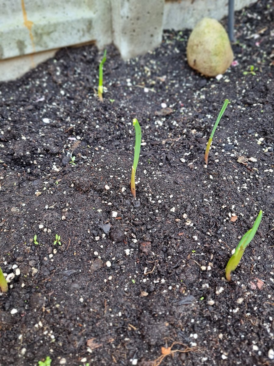 Garlic shoots.
