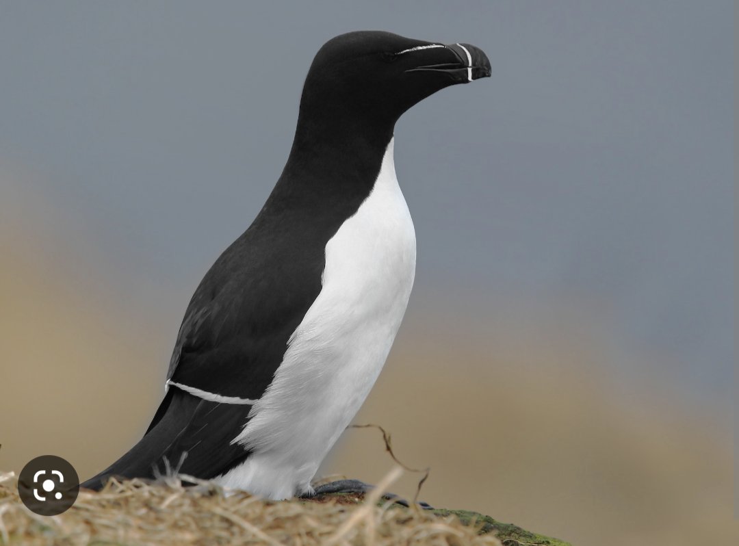 seilabt's tweet photo. @arnaumt @birdcatalunya Razor bill - Alca Torda. Una passada veure'ls en viu https://t.co/puDF4gXuGE
