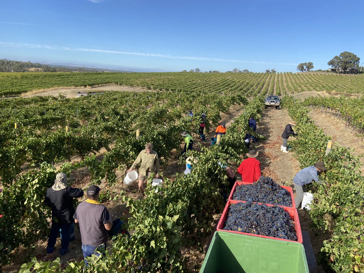 Mark Hunter (@marksanguine1) on Twitter photo First day picking for #vintage23 <a href="/sanguinewines/">Sanguine Estate Wine</a> Chardonnay off and now Merlot for rose’. First day picking for #vintage23 <a href="/sanguinewines/">Sanguine Estate Wine</a> Chardonnay off and now Merlot for rose’.