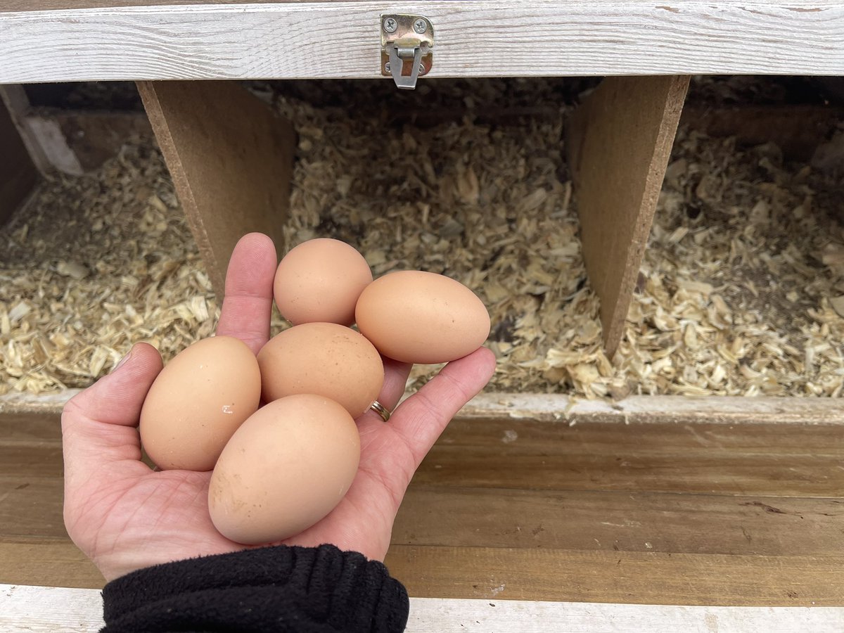 Late lunch on a lazy Sunday….fresh eggs from my backyard chickens w/ some Italian blend & goat cheeses, along w/ some leftover corned beef, potatoes, & carrots! Great way to cap off a fantastic St. Paddy’s Day weekend! 
#StPaddysDay #backyardchickens #cooplife #fresheggsdaily