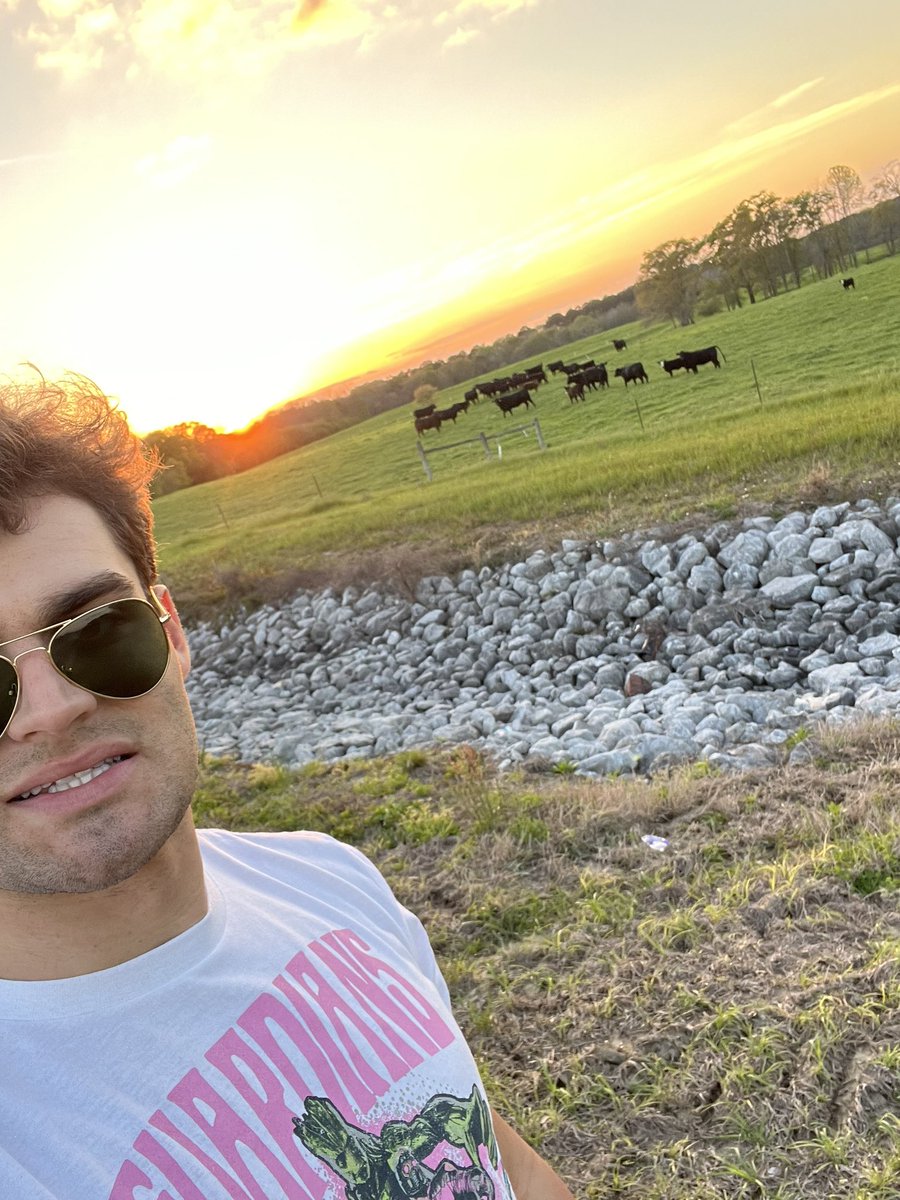 Hi cows