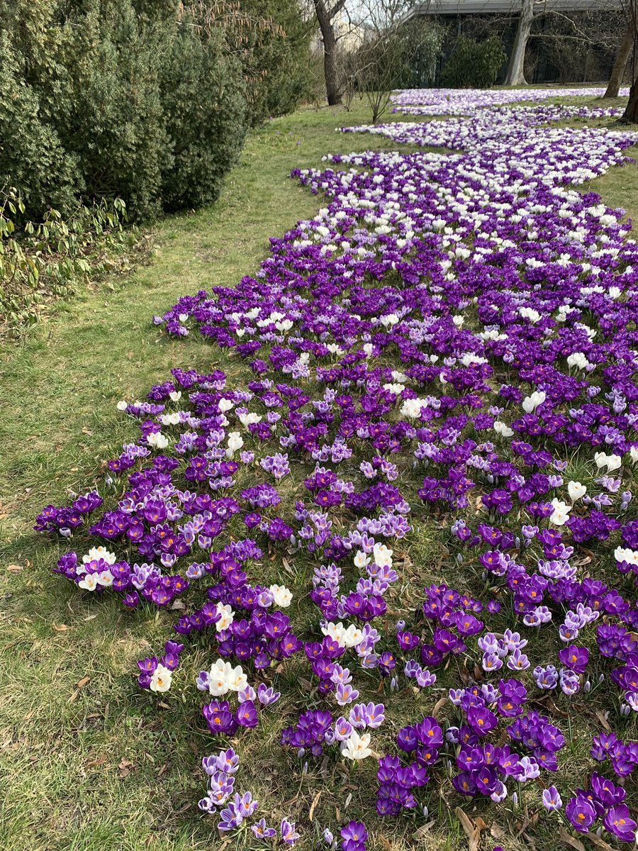 🎶Wiosna, wiosna, wiosna ach to ty 🎵Signs of spring #Warsaw #UjazdowskiPark #JustAroudTheCorner