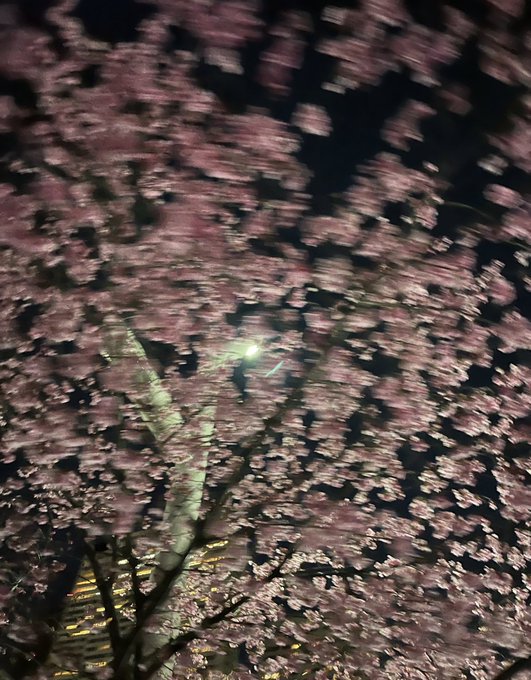 夜桜四重奏 