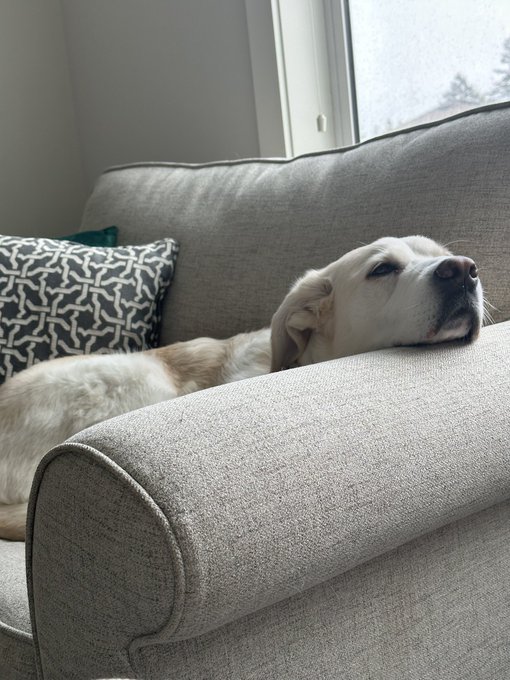 If you aren&rsquo;t relaxing like Piper on Sunday you&rsquo;re doing it wrong 💤 https://t.co/njfsGDgvp9