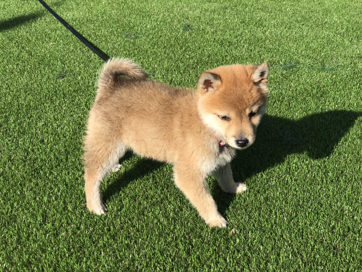 origami_pcx150's tweet image. おはようございます。

今日は有給とってお休みです🎌

朝ごはんを済ませ
サークルの中で
トイレをすませたはずなのに
庭でまたされました💩

整腸剤効いてるからか、大分便は固めに

リードを噛みちぎろうとするきなこ
ですが、お外はやっぱり
嬉しそうです🐕☀️
 #今日のきなこ