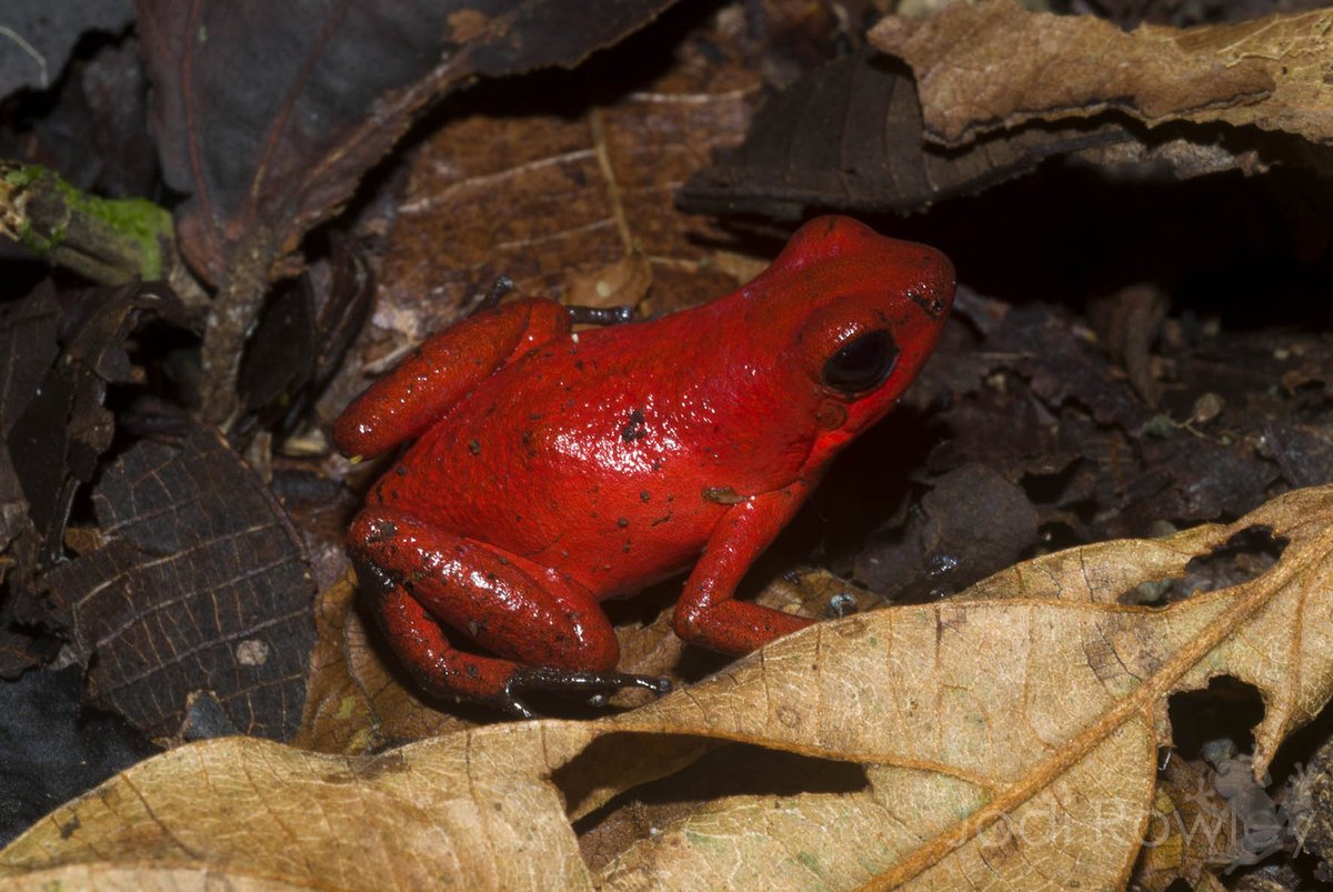 Jodi Rowley tweet media