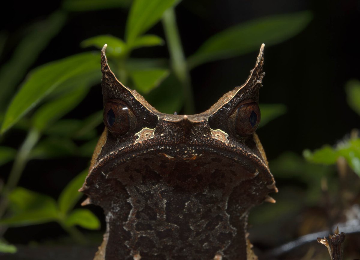 Jodi Rowley tweet media