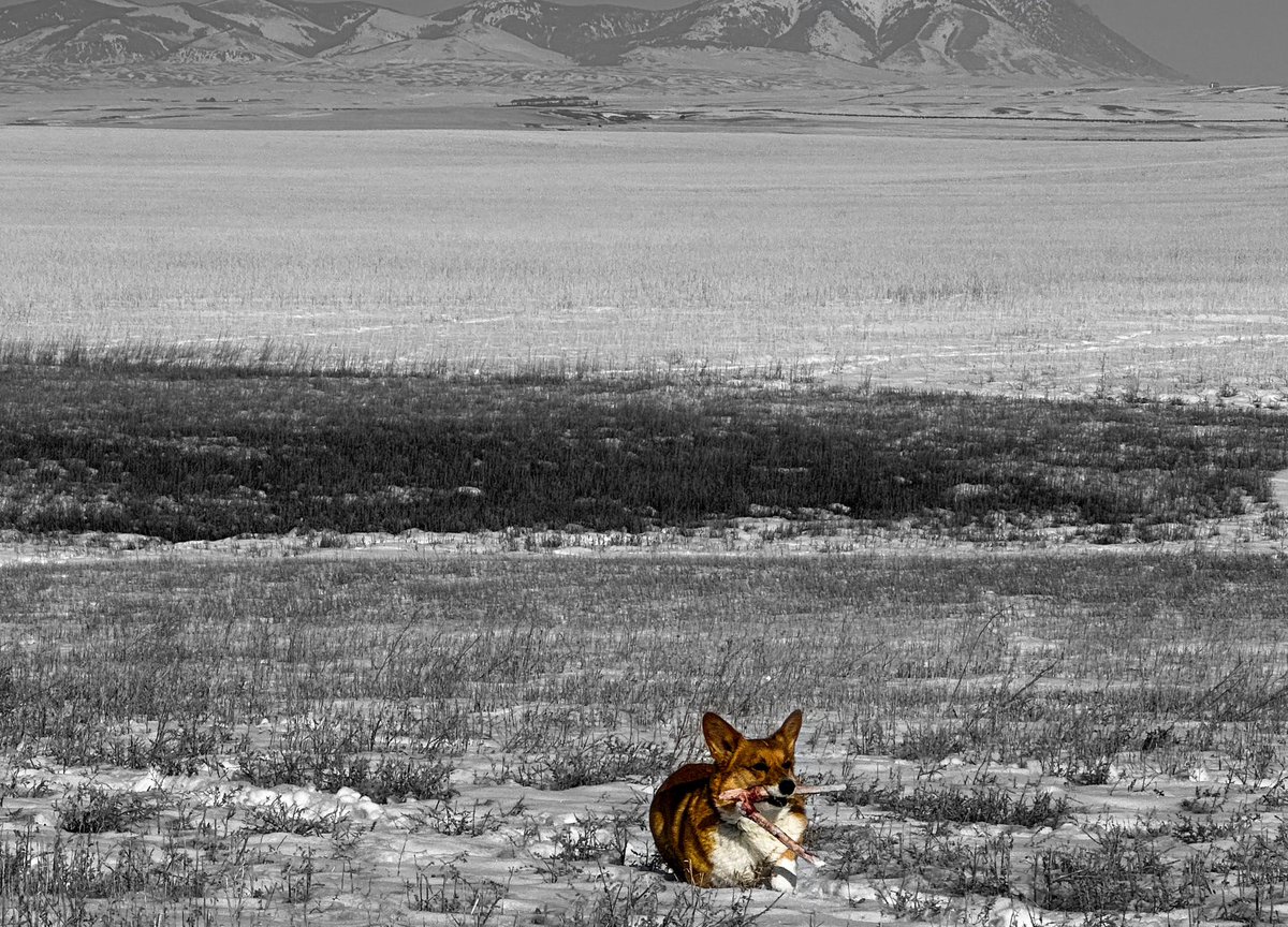 KWInsuranceMT's tweet image. Pretty good day to be a Corgi 😂 #corgi