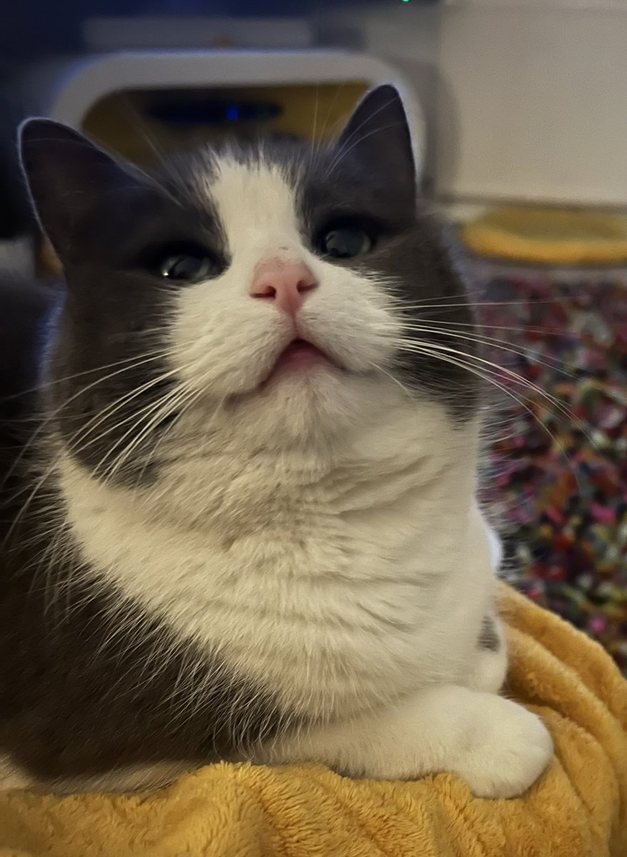 FentonBreedley's tweet photo. St Gertrude 😻 #cats #catsofinstagram #CatsOfTwitter #CatsOnTwitter https://t.co/WigtRN7XsZ