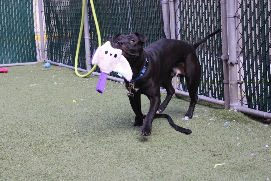 💔Manu💔
#NYCACC #166054 1y
▪️To Be Killed: 3/21💉
Dear sweetie's owner died +👪dumped him! Friendly, social exuberant. Has CIRDC+ kennel stressed in cell! But outside, soars w joy.
Needs loving, N.East, active #Foster, 4 exercise +💘, 2 decompress. Pls #pledge 4 #Rescue
💞Manu