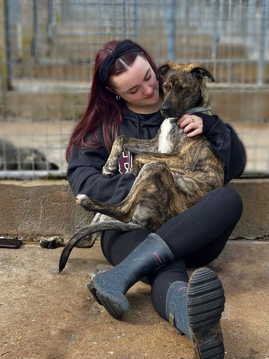 Our gorgeous girl Kali is still up for adoption. She really is the kindest soul ever. Application form online 💙