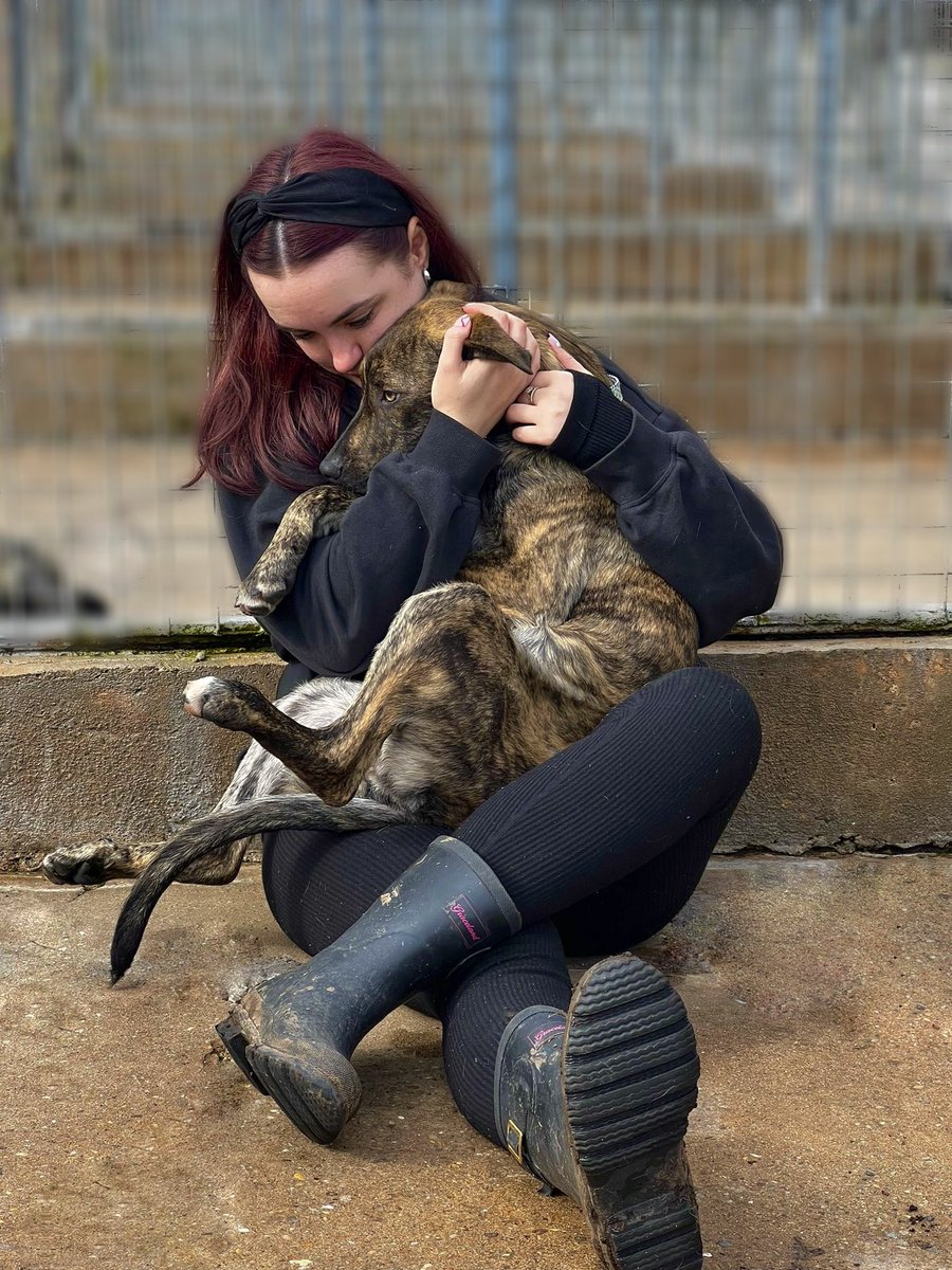 💛Brighter Days Rescue dogs💛 tweet media