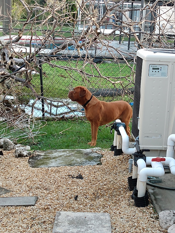 LEXI THE DOGUE tweet media