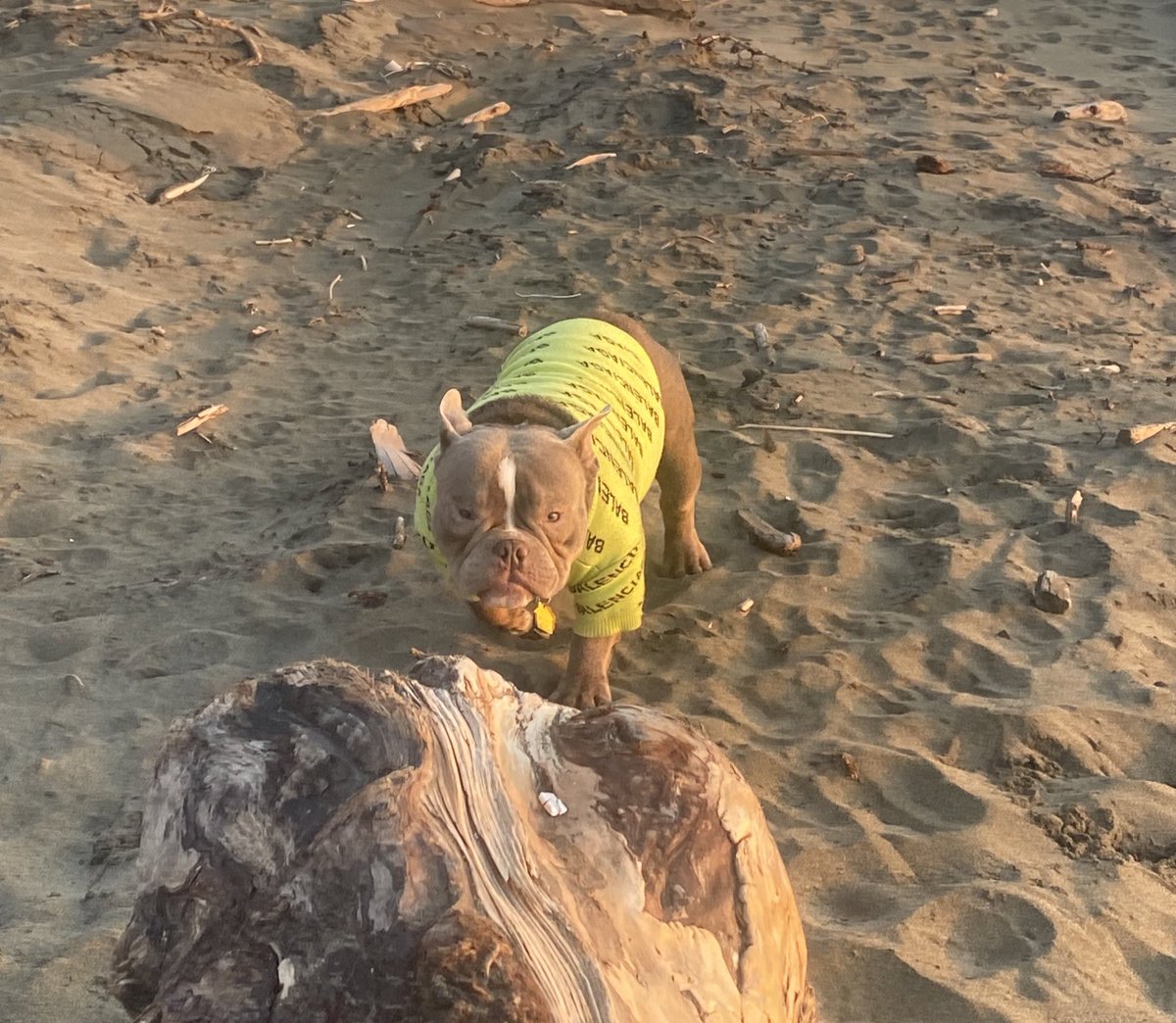 DaDreadHeadGuy1's tweet photo. My FatDad ❤️🐶 https://t.co/ly4j1jTVXe