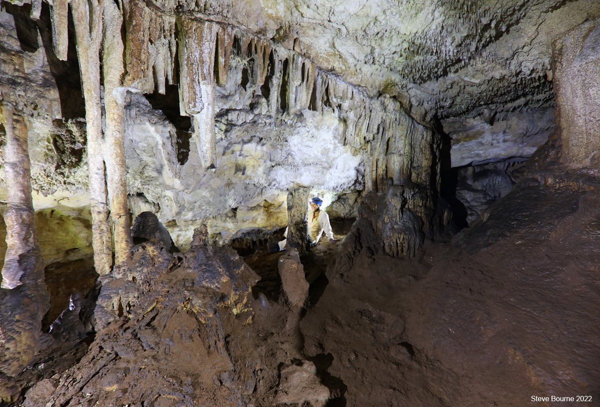 Using historical detective work to shine light on the first recorded collection of megafauna fossils from the Naracoorte Caves. Now published in the Transactions of the Royal Society of South Australia. @LizReed_palaeo @SAMuseum @environmentinst @UofA_SET tandfonline.com/doi/full/10.10…