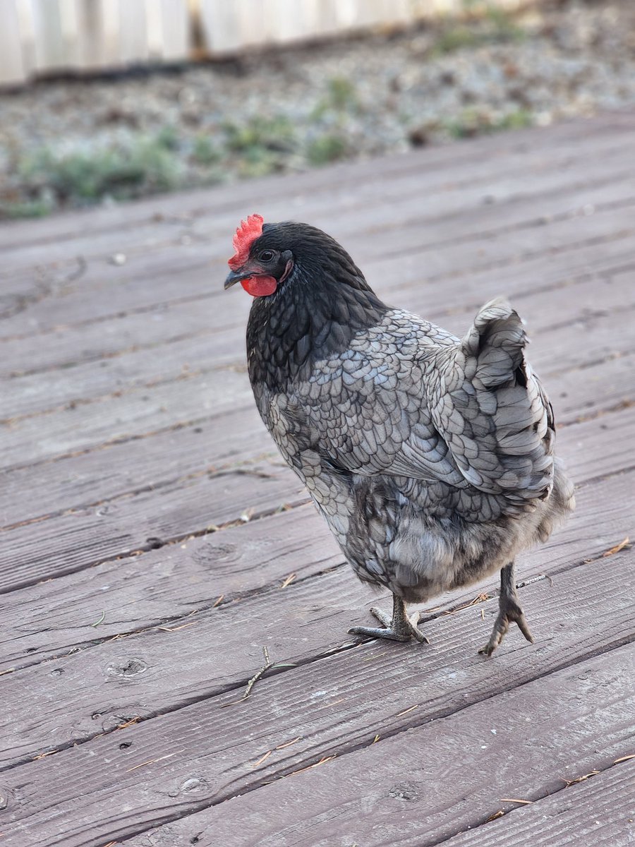 Pandaceutical's tweet photo. Having backyard chickens is so much fun. I love my little fluff-butts! https://t.co/kPhWIn1QSl