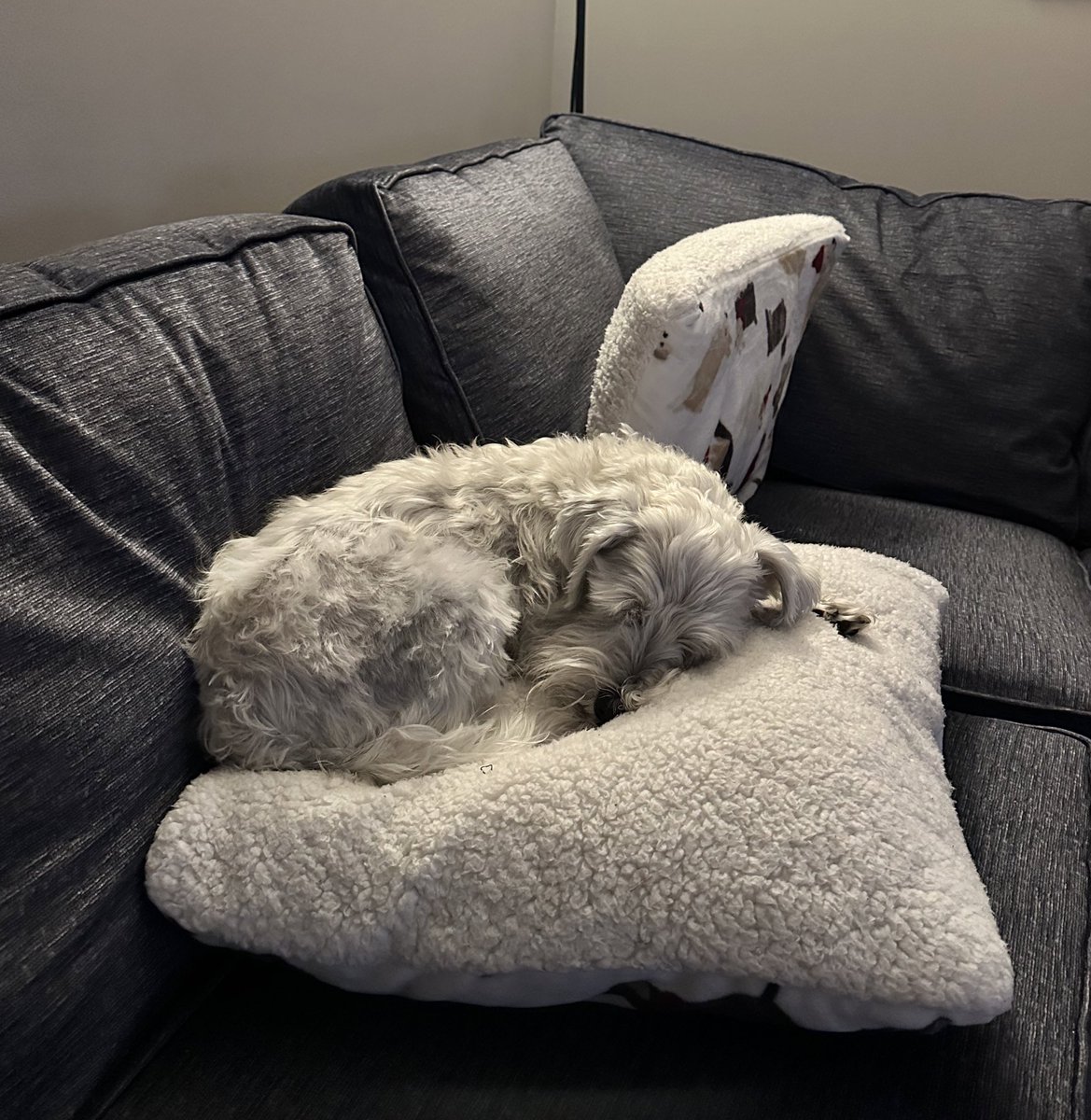 OttoBrahmsEsq's tweet image. Pals, it’s been a busy weekend and I am trying to be as tiny as possible during my nap. Is it working!??! 🥱🥱#SchnauzerGang #busyweekend