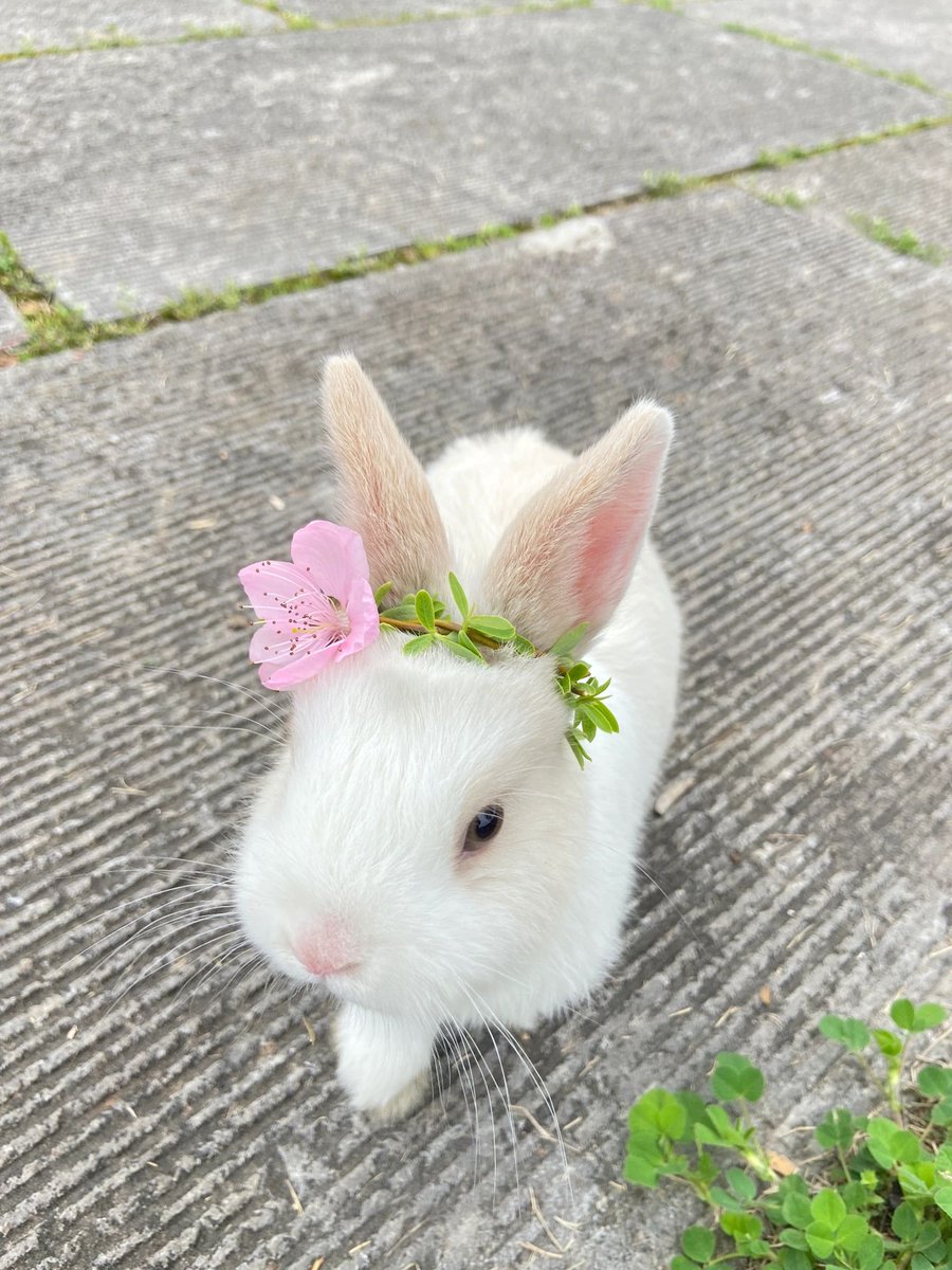 wid83835667's tweet photo. A cute rabbit raised by a friend https://t.co/vtPpods310