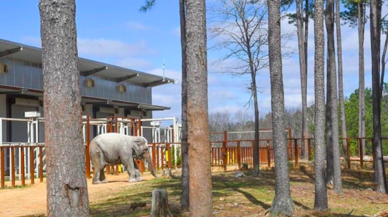 's tweet image. A #elefante asiática #Nicole foi tirada dos pais ainda bebê e levada para os EUA, onde viveu anos de #exploração. Quando perdeu suas companheiras, em 2022, ficou tão triste que a direção do #zoológico resolveu procurar um novo lar para ela: um #santuário: bit.ly/3TqtxU2
