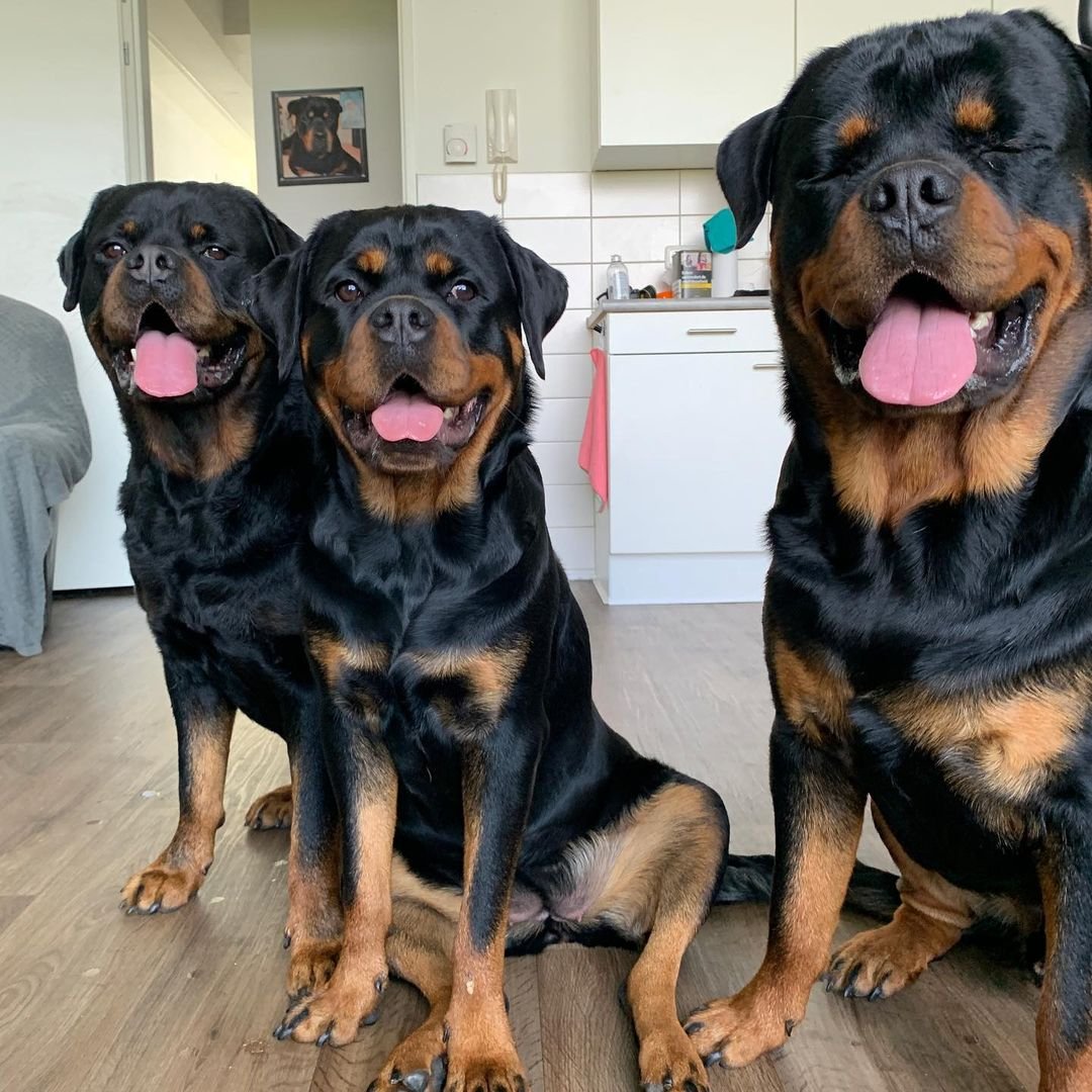 Rottweilerowns's tweet photo. follow@Rottweilerownerclub
#rottwilerdog #puppy #puppylife #puppygram
#puppyoftheday #puppydog #puppyface #puppyeyes
#diggingdog #diggingforgold
#dogsofinstagram #dog #dogoftheday #dogsuk
#rottwilersofinstagram #rottwilerpuppy #rottwiler
#puppy #rott #dogsofinstgram https://t.co/waF7wbJ9n4