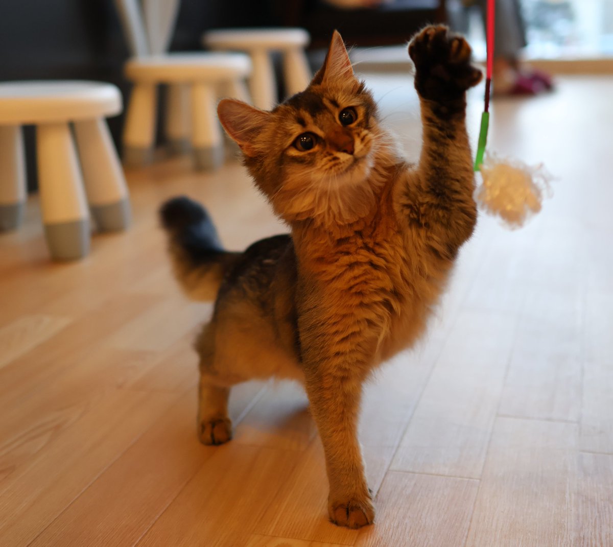 猫カフェに行った日
 #CanonR10
 #猫カフェ 
 #写真好きな人と繋がりたい