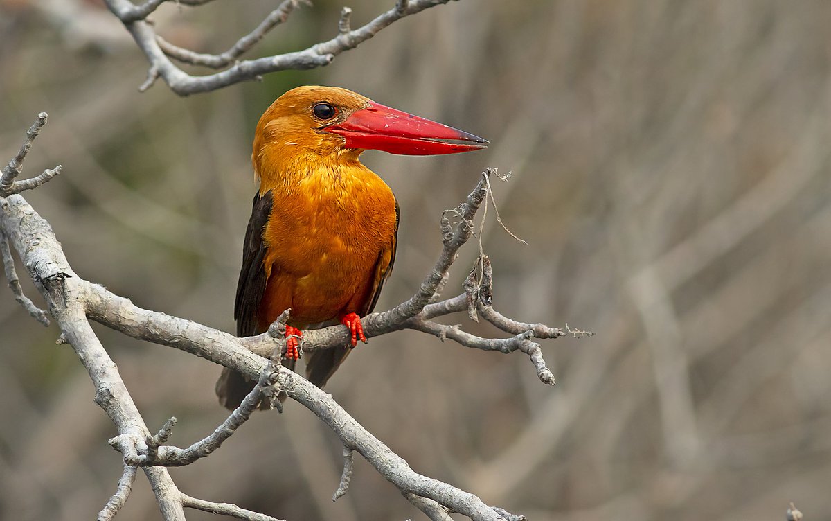 AvijanS's tweet photo. A Brown winged kingfisher from Sundarban, West Bengal. @SanctuaryAsia @wildscreen_org @NatureIn_Focus @goldenarcher @RGSustain1 @ExplorersClub @SidetrackedMag @TheSundarbans @bd_sundarbans @nehaa_sinha @MissGoobe @elephantfamily @aaranyak @NatGeoIndia https://t.co/SKKfrkpxCv