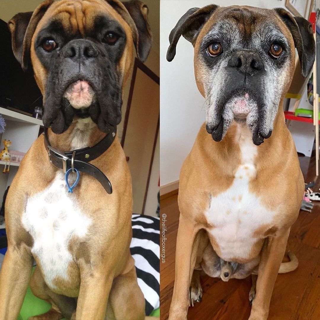 How it started vs How it’s going ❤️

#boxers #boxer #boxerbaby #boxersoftwitter
#boxerdog #boxergram #boxerlove
#boxerpuppy #boxerdogs #boxermix
#boxerlife #boxerworld