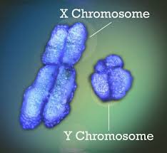 Why Y? The #Y #chromosome may serve a #CV purpose after all. 👉 #Somatic #mosaicism and #CVD #risk bit.ly/42tf2D4 #CardioEd #CardioGenetics @ESC_Journals @ehj_ed @mmamas1973 @HeartOTXHeartMD @CMichaelGibson @DrMarthaGulati @Hragy @ErinMichos @mirvatalasnag @gbiondizoccai