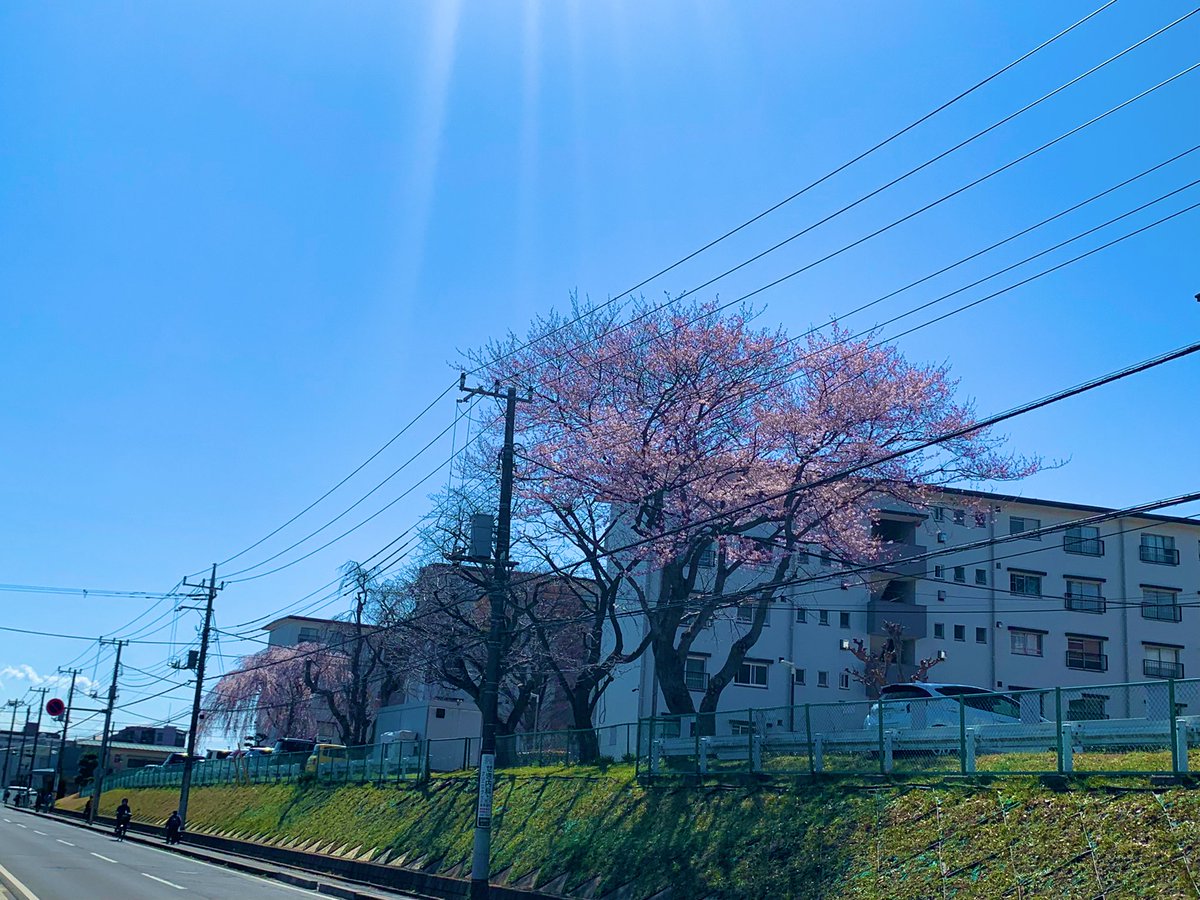 「北習志野なう桜めっちゃ咲いててびっくり… 」|maftyのイラスト