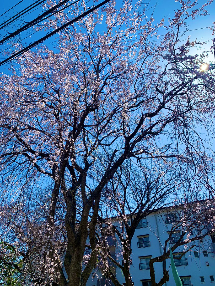 「北習志野なう桜めっちゃ咲いててびっくり… 」|maftyのイラスト