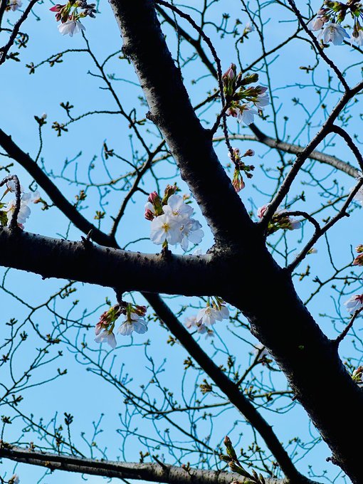今年最初に見た桜。熊本も咲き始めました 