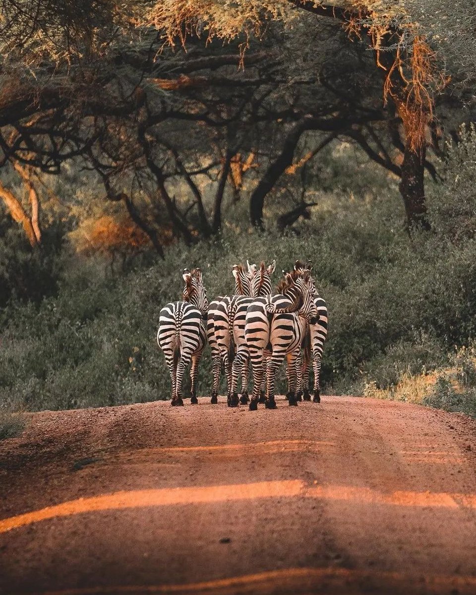 RiverstoneSafa1's tweet photo. Excellent scenery in midst of the Savannah.
Venturing this vast 14,763 km² of land never leaves you without surprises. 🦓 https://t.co/58KFb7JC93