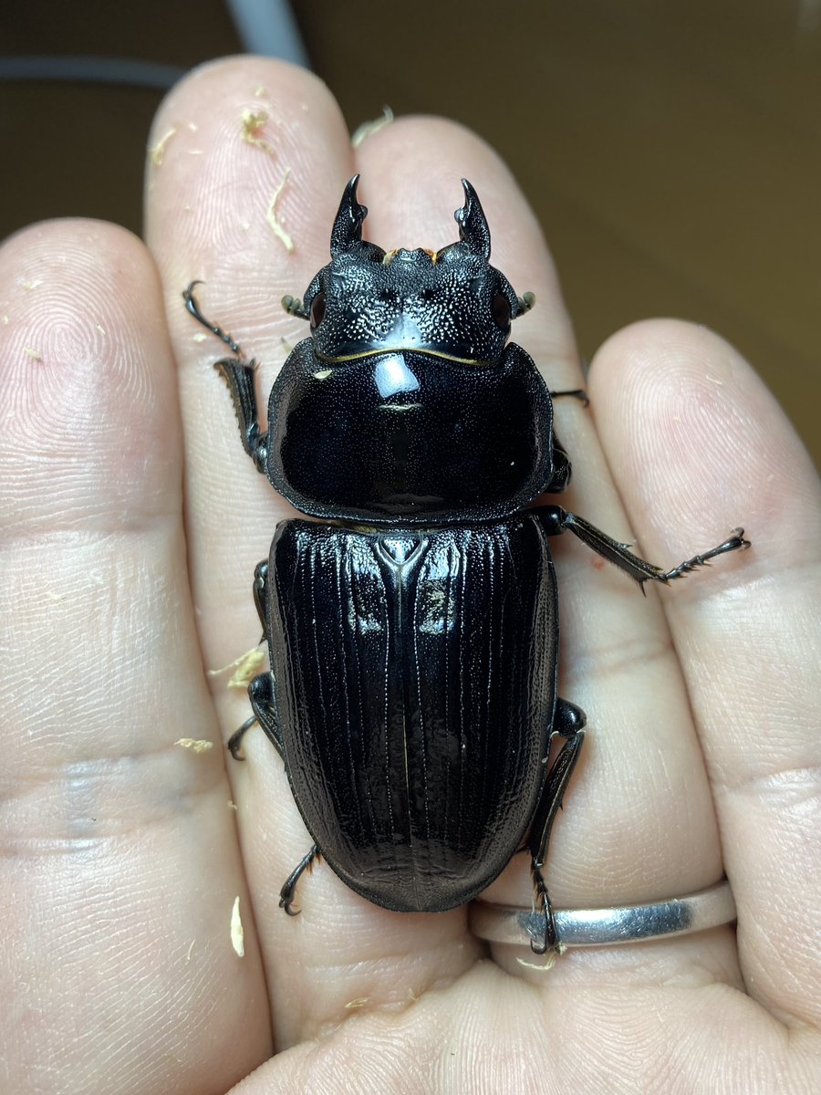 89.5ミリ同腹】マツノ久留米 オオクワガタ【ビークワ】