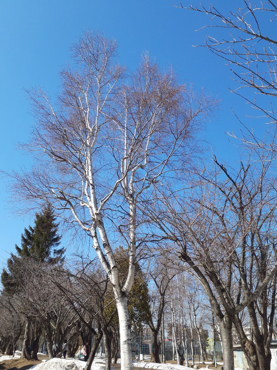 hottategoya's tweet photo. 今日の札幌は快晴であります☀️
路肩の雪山はまだあるけど
今15度で暖かい～(*´∀｀*) https://t.co/BebteT97tb