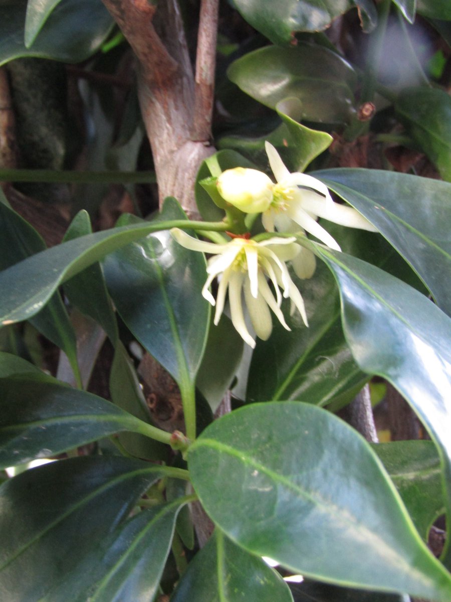 シキミ

知らずに🤭

ずっと伸びてきたら✁

引っ越して

４年立つ今年

初めましてお花咲きました✨✨

お花咲くの知らなかった💦
