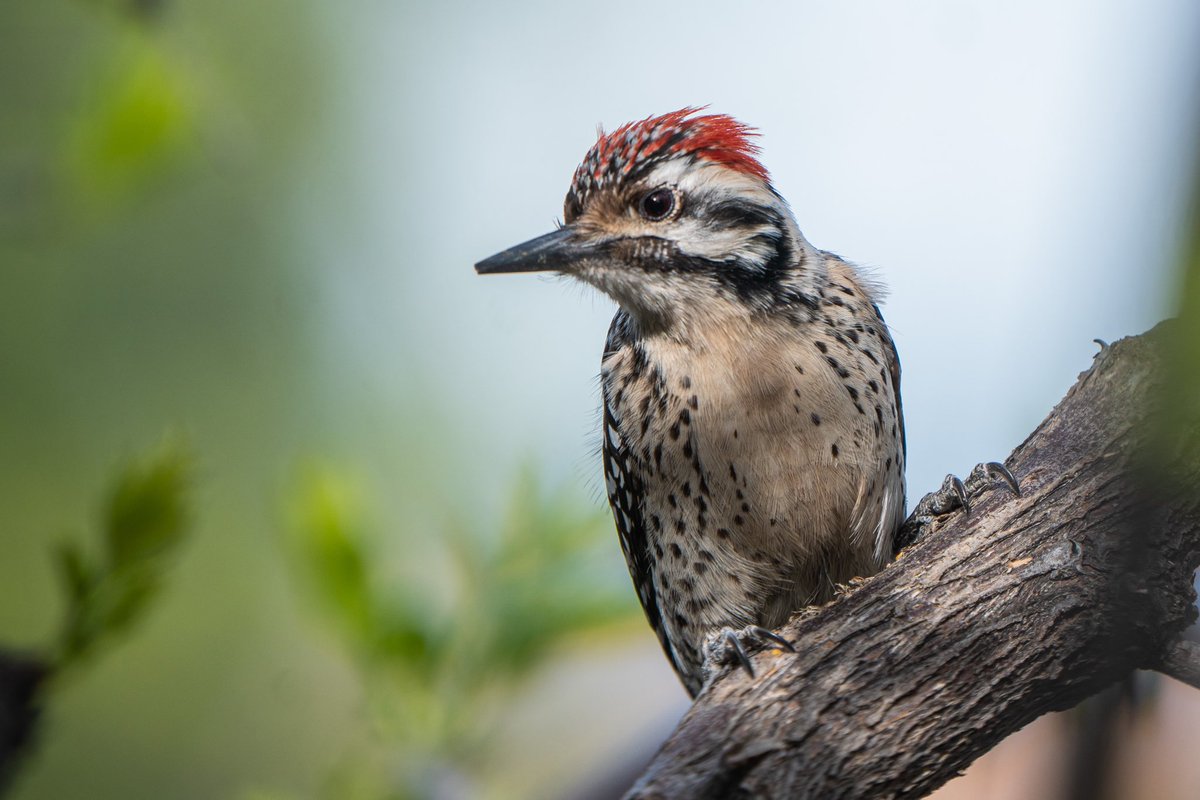 Ladder-backed woodpecker #backyardbirding #BirdsOfTwitter #BirdsSeenIn2023 #birds