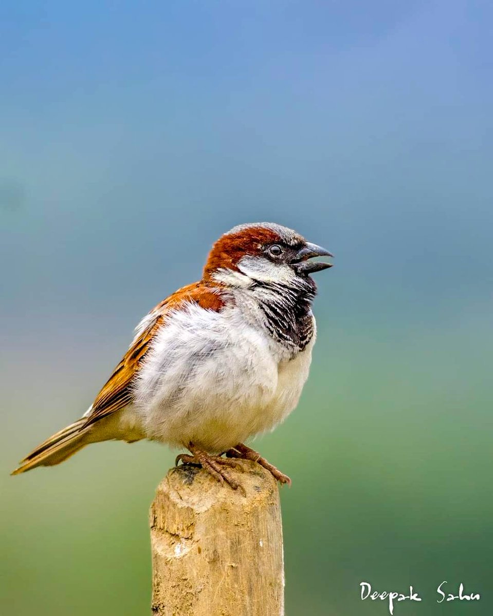 Happy #worldsparrowday
#housesparrow #sparrow #conservation 
#birds #IndiAves #animal #wildlifephotography #wildlife #BBCWildlifePOTD
#TwitterNatureCommunity
@BBSRBuzz @PureOdisha
@ThePhotoHour @WildlifeMag @admired_art @Avibase @NatGeoIndia