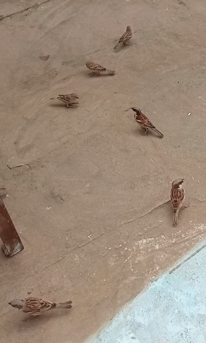 Rahul_S495's tweet photo. #WorldSparrowDay
मेरे घर के आंगन में... रोज सुबह सुबह दाना चुनती.....
#विश्व_गौरेया_दिवस

#Panna #PannaMP 
#World_Sparrow_Day
@WWFINDIA @SP_SPPANNA
@CMMadhyaPradesh @JansamparkMP @vdsharmabjp @Bpsingh_bjp https://t.co/oWrOK2MLg4